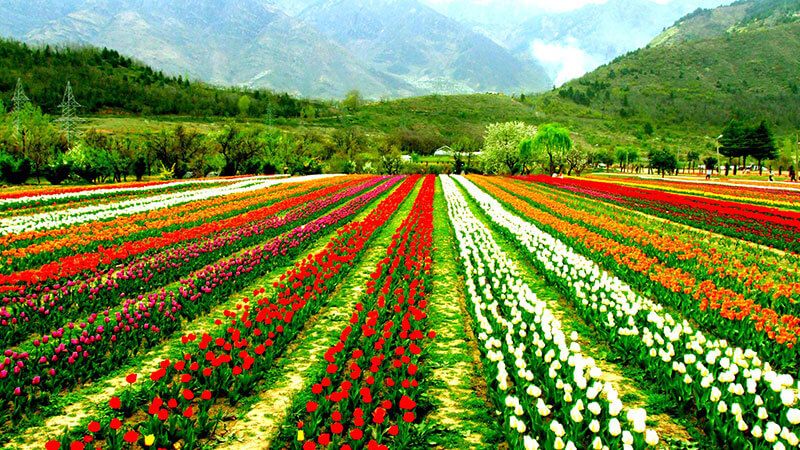 Amazing Kashmir Tour Package