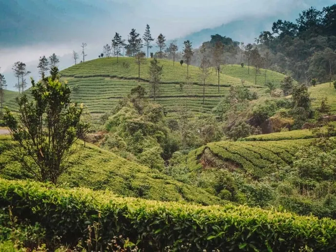 Munnar