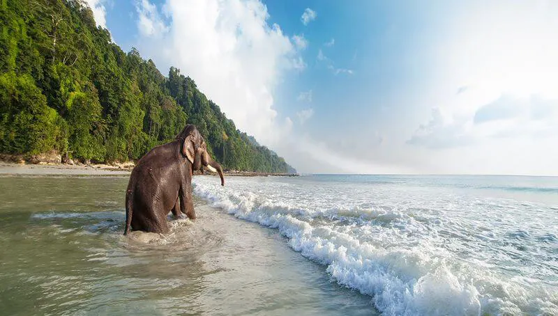 Elephant Beach Havelock