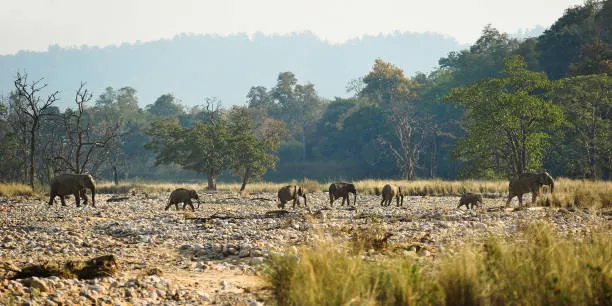 Exotic Corbett - Nainital