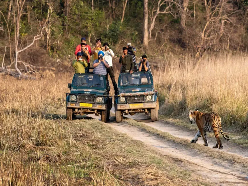 Corbett Safari